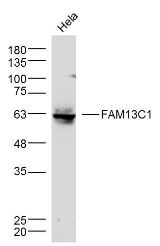 Fig1: Sample:; Hela Cell (Human) Lysate at 30 ug; Primary: Anti- FAM13C1 at 1/300 dilution; Secondary: IRDye800CW Goat Anti-Rabbit IgG at 1/20000 dilution; Predicted band size: 66 kD; Observed band size: 63 kD