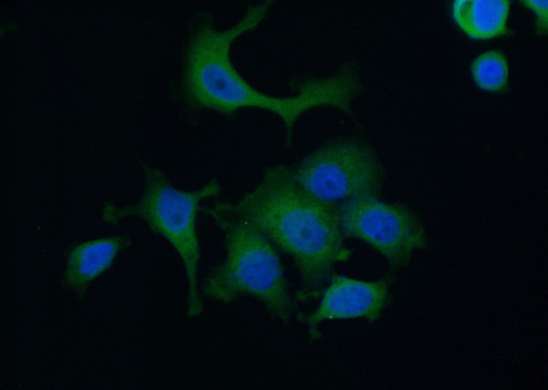 Immunofluorescent analysis of MCF-7 cells using Catalog No:107669(AACS Antibody) at dilution of 1:50 and Alexa Fluor 488-congugated AffiniPure Goat Anti-Rabbit IgG(H+L)