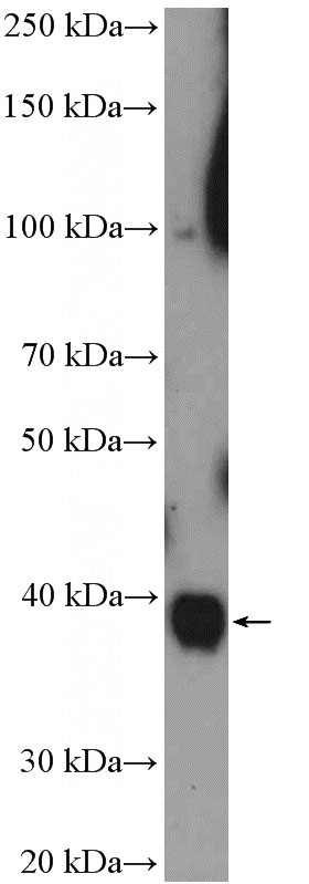 HEK-293 cells were subjected to SDS PAGE followed by western blot with Catalog No:112861(MRPS9 Antibody) at dilution of 1:1000