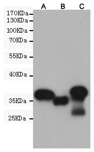 Western blot detection of purified recombinant GST fusion proteins with different molecular weights using GST-tag Mouse mAb (HRP Conjugate) (1:1000 diluted).