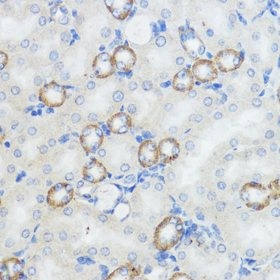Immunohistochemistry - NOD1 Polyclonal Antibody 