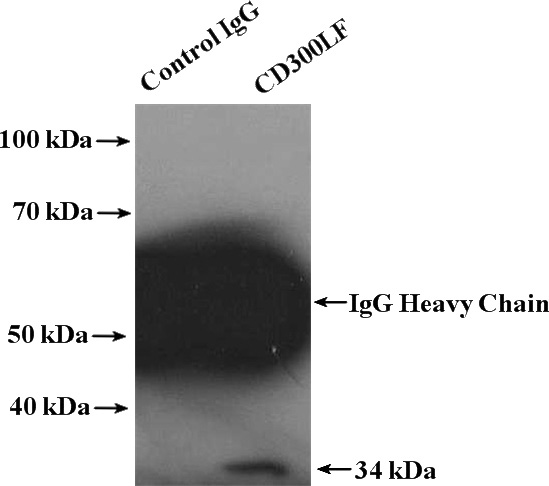 IP Result of anti-CD300LF (IP:Catalog No:109023, 4ug; Detection:Catalog No:109023 1:1500) with K-562 cells lysate 4000ug.