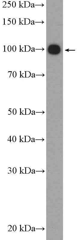 PC-12 cells were subjected to SDS PAGE followed by western blot with Catalog No:109289(CHGB Antibody) at dilution of 1:300