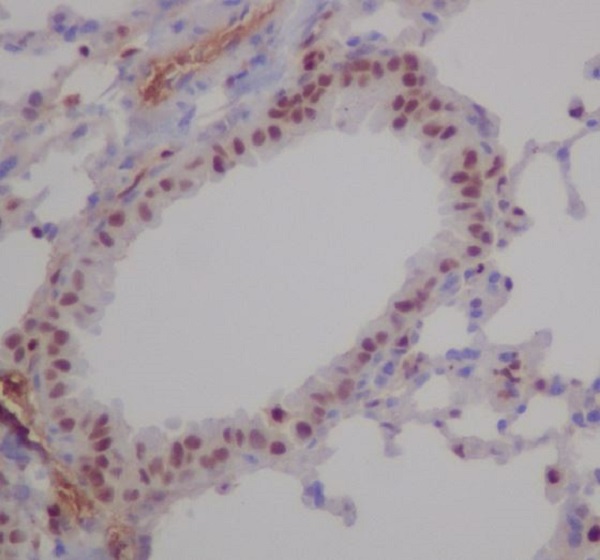 Immunohistochemical analysis of paraffin-embedded mouse lung, using RUNX1/RUNX2/RUNX3 Antibody.