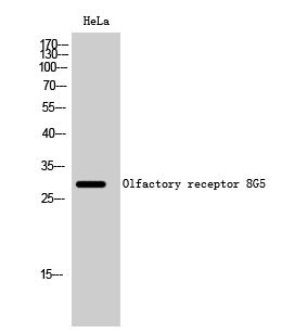 Fig1:; Western Blot analysis of HeLa cells using Olfactory receptor 8G5 Polyclonal Antibody