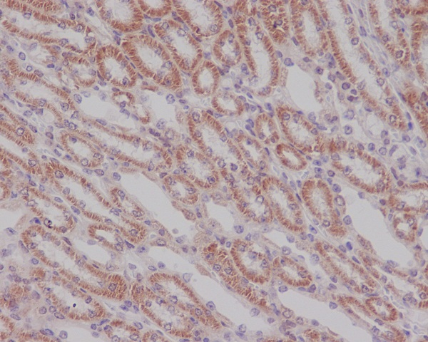 Immunohistochemical analysis of paraffin-embedded mouse kidney, using Smad3 Antibody.