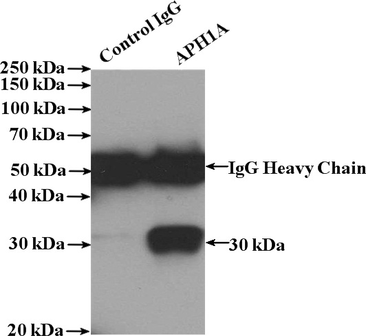 IP Result of anti-APH1A (IP:Catalog No:108139, 4ug; Detection:Catalog No:108139 1:300) with HeLa cells lysate 3200ug.