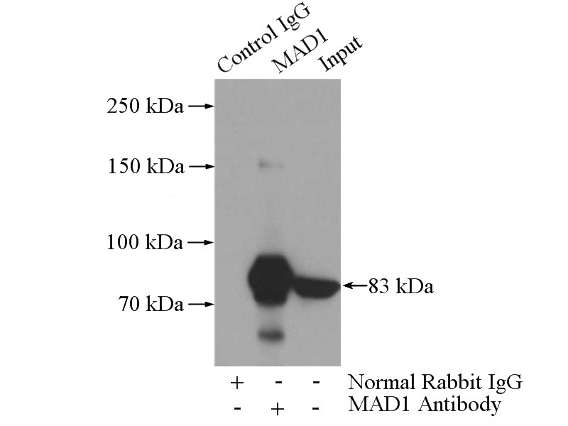 IP Result of anti-MAD1L1 (IP:Catalog No:112366, 5ug; Detection:Catalog No:112366 1:1000) with HeLa cells lysate 880ug.