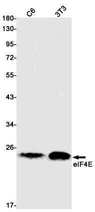 Western blot detection of eIF4E in C6,3T3 cell lysates using eIF4E Rabbit pAb(1:1000 diluted).Predicted band size:25kDa.Observed band size:25kDa.