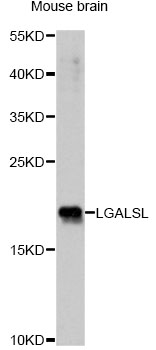 Western blot - LGALSL Polyclonal Antibody 