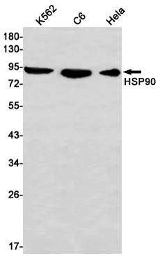 Western blot detection of HSP90 in K562,C6,Hela cell lysates using HSP90 Rabbit mAb(1:1000 diluted).Predicted band size:85kDa.Observed band size:90kDa.