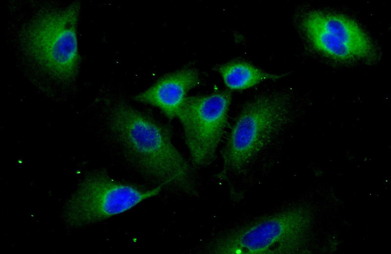 Immunofluorescent analysis of (-20oc Ethanol) fixed A549 cells using Catalog No:109072(CCP1 Antibody) at dilution of 1:25 and Alexa Fluor 488-congugated AffiniPure Goat Anti-Rabbit IgG(H+L)