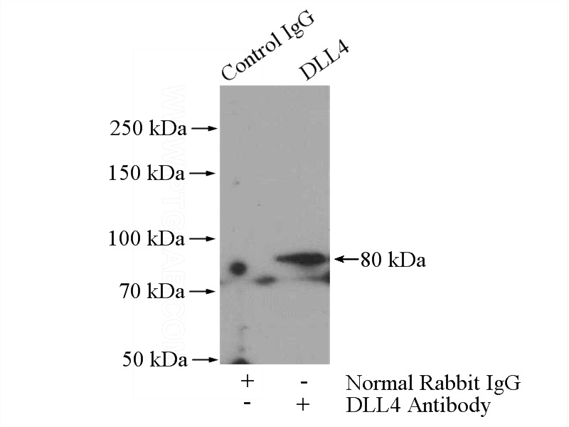 IP Result of anti-DLL4 (IP:Catalog No:109997, 4ug; Detection:Catalog No:109997 1:300) with mouse brain tissue lysate 2800ug.