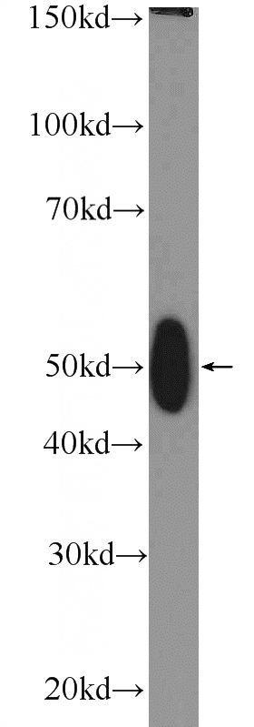 mouse testis tissue were subjected to SDS PAGE followed by western blot with Catalog No:116004(TFB2M Antibody) at dilution of 1:600