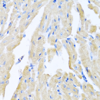 Immunohistochemistry - MLN Polyclonal Antibody 