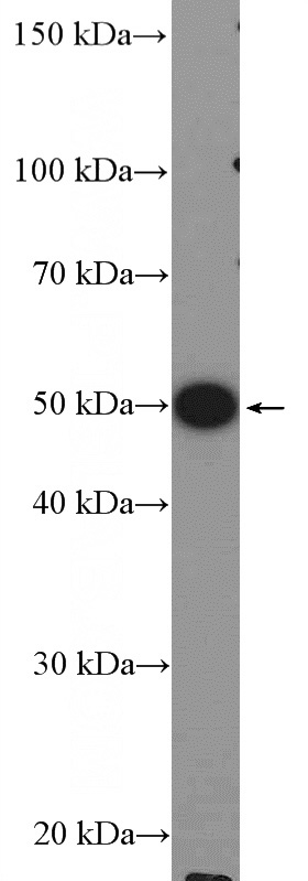 HeLa cells were subjected to SDS PAGE followed by western blot with Catalog No:109462(COPS2 Antibody) at dilution of 1:600