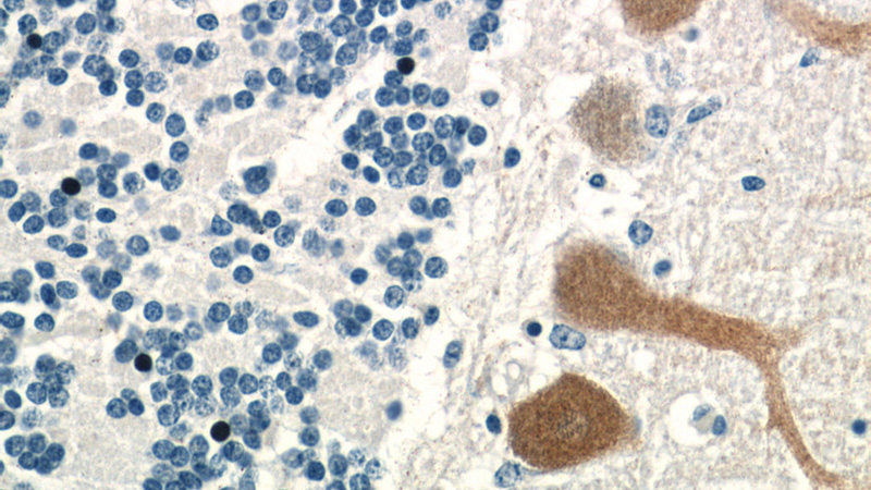 Immunohistochemistry of paraffin-embedded human cerebellum tissue slide using Catalog No:113749(PCP4 Antibody) at dilution of 1:50 (under 40x lens)