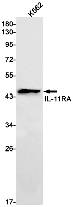 Western blot detection of IL-11RA in K562 cell lysates using IL-11RA Rabbit pAb(1:1000 diluted).Predicted band size:45kDa.Observed band size:45kDa.