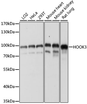 Western blot - HOOK3 Polyclonal Antibody 