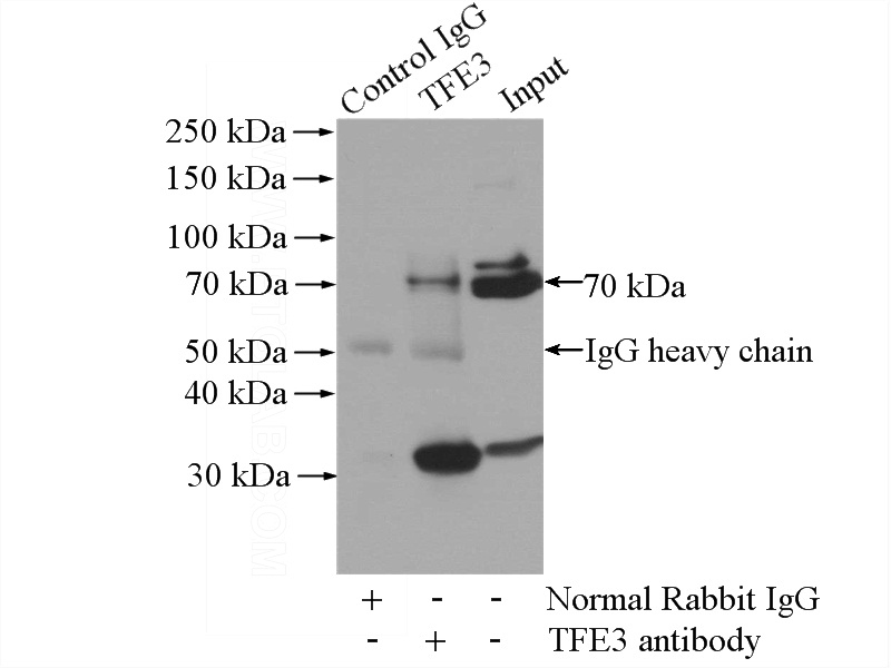 IP Result of anti-TFE3 (IP:Catalog No:116008, 4ug; Detection:Catalog No:116008 1:500) with K-562 cells lysate 1200ug.