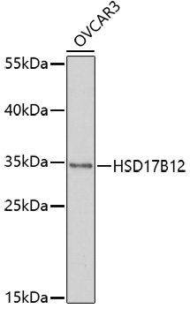 Western blot - HSD17B12 Polyclonal Antibody 