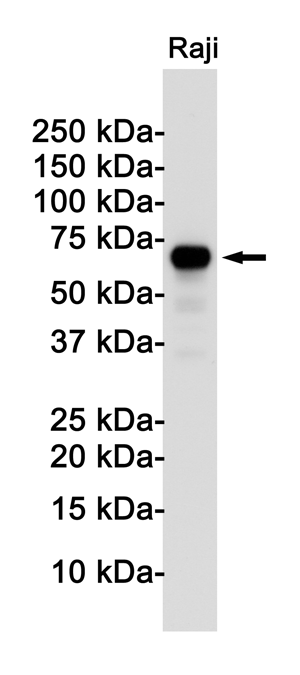 Western blot detection of Rel B in Raji cell lysates using Rel B Rabbit pAb(1:1000 diluted).Predicted band size:62KDa.Observed band size:62KDa.