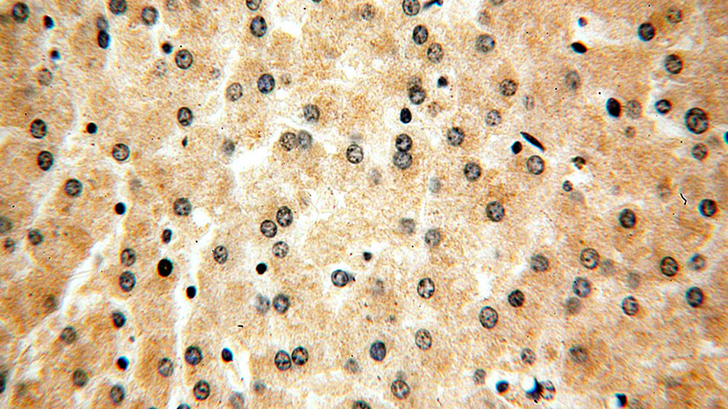 Immunohistochemical of paraffin-embedded human liver using Catalog No:116597(USP2 antibody) at dilution of 1:50 (under 40x lens)