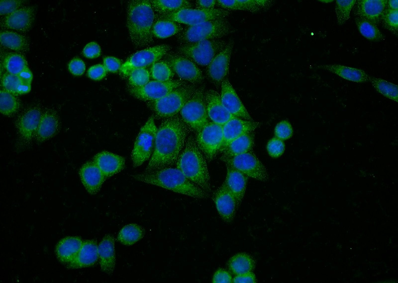 Immunofluorescent analysis of HeLa cells using Catalog No:112040(KHSRP Antibody) at dilution of 1:50 and Alexa Fluor 488-congugated AffiniPure Goat Anti-Rabbit IgG(H+L)