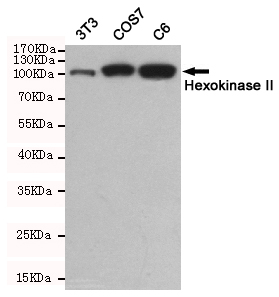 Western blot detection of Hexokinase II in 3tT3,COS7 and C6 cell lysates using Hexokinase II mouse mAb(dilution 1:500).Predicted band size:102kDa.Observed band size:102kDa.