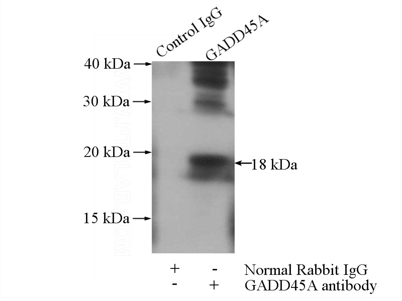 IP Result of anti-GADD45A (IP:Catalog No:110820, 4ug; Detection:Catalog No:110820 1:500) with K-562 cells lysate 3200ug.
