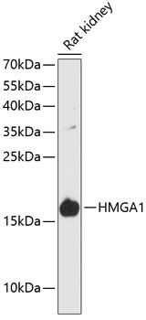 Western blot - HMGA1 Polyclonal Antibody 