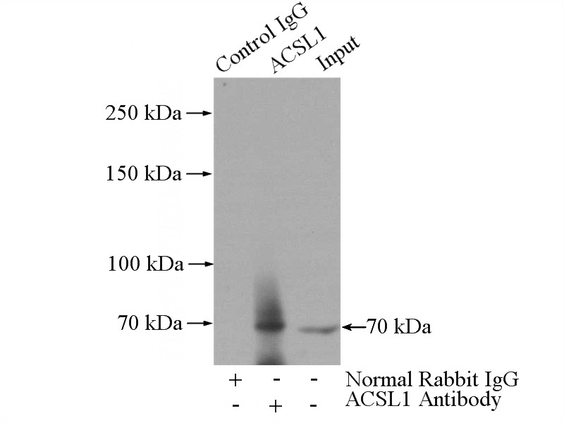 IP Result of anti-ACSL1 (IP:Catalog No:107695, 4ug; Detection:Catalog No:107695 1:600) with mouse liver tissue lysate 4000ug.