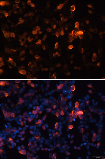 Immunofluorescence - Mouse anti HA-Tag mAb 
