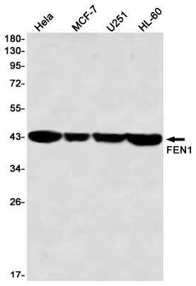 Western blot detection of FEN1 in Hela,MCF-7,U251,HL-60 using FEN1 Rabbit mAb(1:1000 diluted)