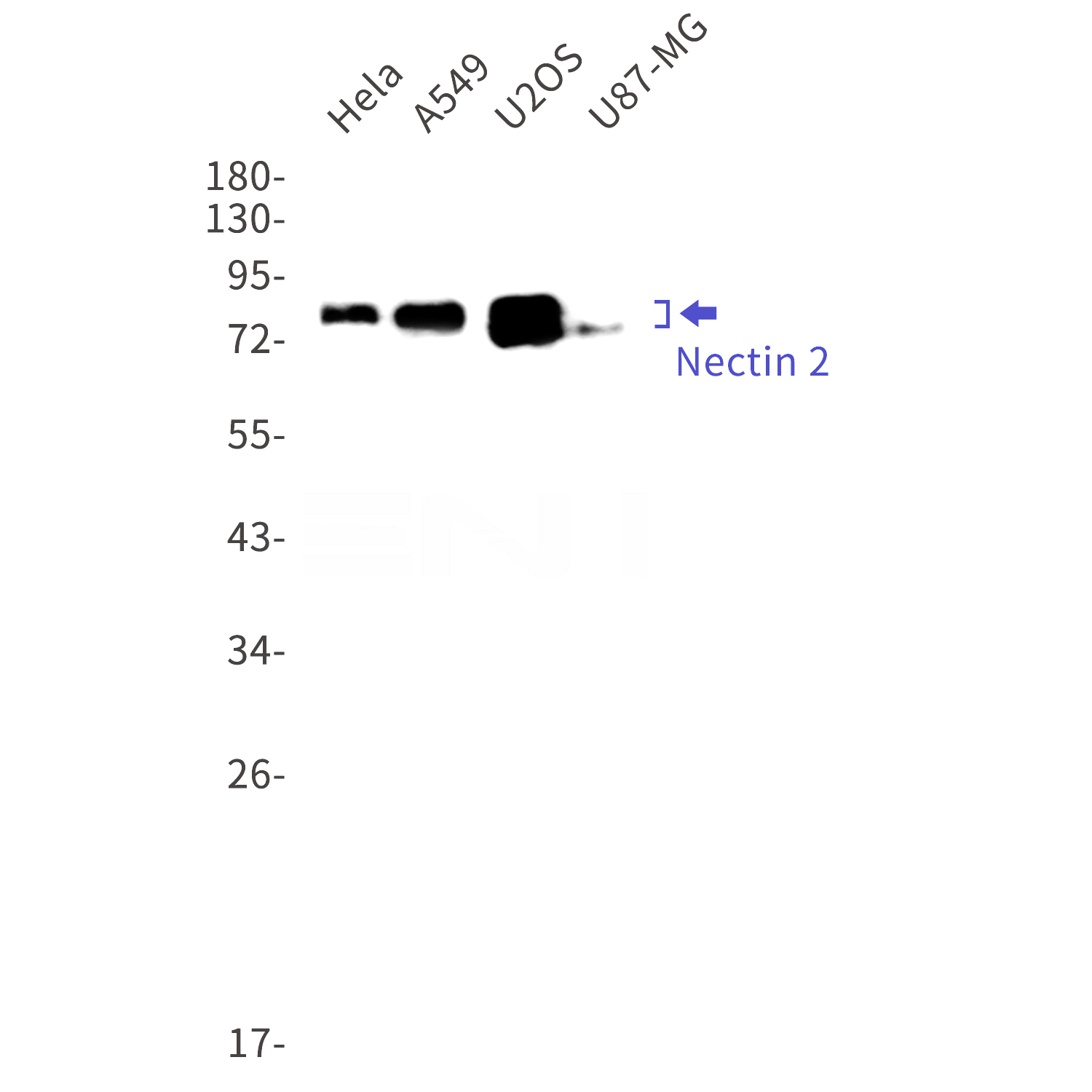 Western blot detection of Nectin 2 in Hela,A549,U2OS,U87-MG cell lysates using Nectin 2 Rabbit mAb(1:1000 diluted).Predicted band size:58kDa.Observed band size:70-80kDa.