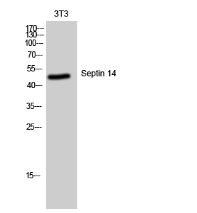 Fig1:; Western Blot analysis of 3T3 cells using Septin 14 Polyclonal Antibody