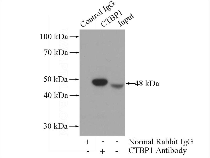 IP Result of anti-CTBP1 (IP:Catalog No:109624, 3ug; Detection:Catalog No:109624 1:200) with mouse brain tissue lysate 4000ug.