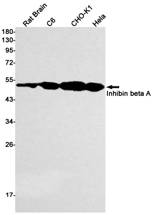 Western blot detection of Inhibin beta A in Rat Brain,C6,CHO-K1,Hela cell lysates using Inhibin beta A Rabbit mAb(1:1000 diluted).Predicted band size:47kDa.Observed band size:44kDa.