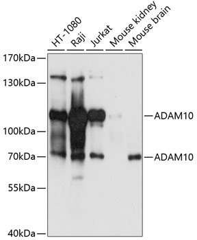 Western blot - ADAM10 Polyclonal Antibody 