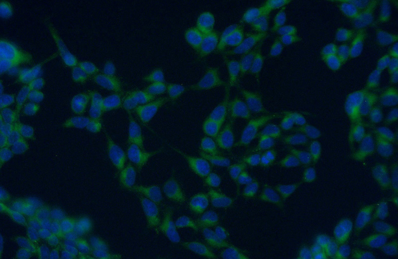 Immunofluorescent analysis of (-20oc Ethanol) fixed HEK-293 cells using Catalog No:115447(SNAP29 Antibody) at dilution of 1:50 and Alexa Fluor 488-congugated AffiniPure Goat Anti-Rabbit IgG(H+L)