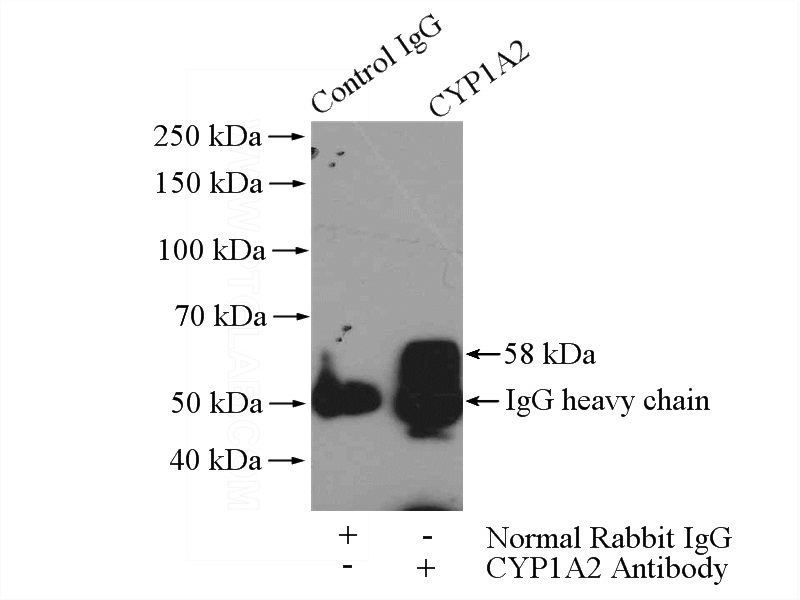 IP Result of anti-CYP1A2-Specific (IP:Catalog No:109684, 4ug; Detection:Catalog No:109684 1:300) with mouse liver tissue lysate 4000ug.