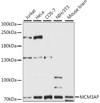 Western blot - MCM3AP Polyclonal Antibody 