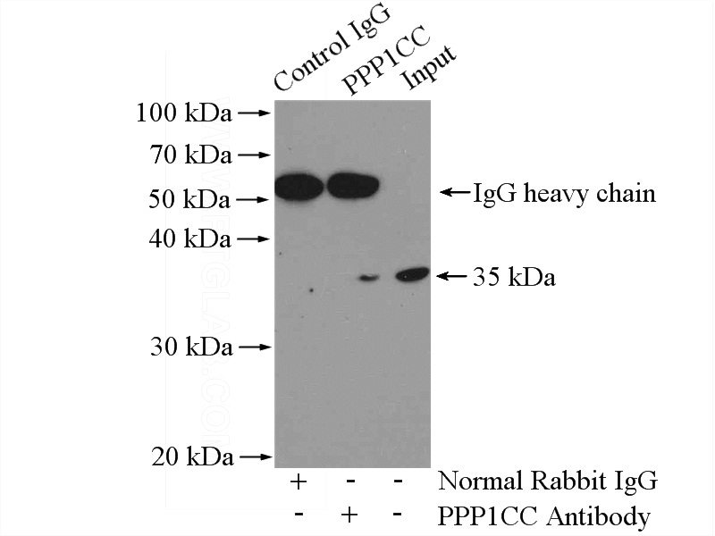 IP Result of anti-PPP1CC (IP:Catalog No:114144, 4ug; Detection:Catalog No:114144 1:500) with HEK-293 cells lysate 2000ug.