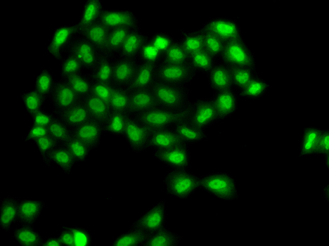 Immunofluorescence - PHF11 Polyclonal Antibody 