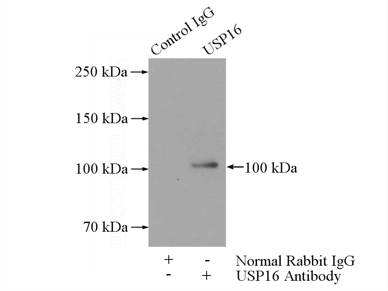 IP Result of anti-USP16 (IP:Catalog No:116593, 5ug; Detection:Catalog No:116593 1:1000) with HeLa cells lysate 880ug.