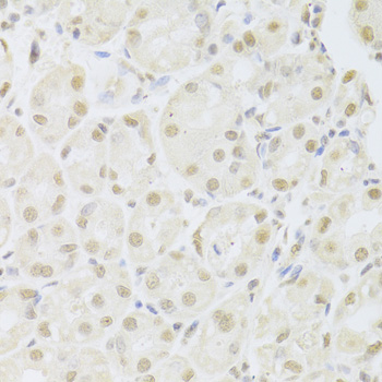 Immunohistochemistry - POU2F1 Polyclonal Antibody 