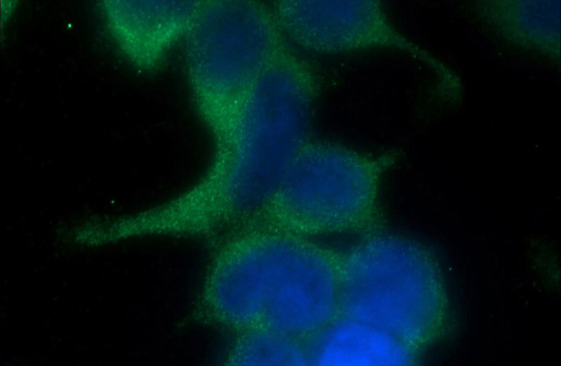 Immunofluorescent analysis of HEK-293 cells using Catalog No:110620(FERMT1 Antibody) at dilution of 1:25 and Alexa Fluor 488-congugated AffiniPure Goat Anti-Rabbit IgG(H+L)