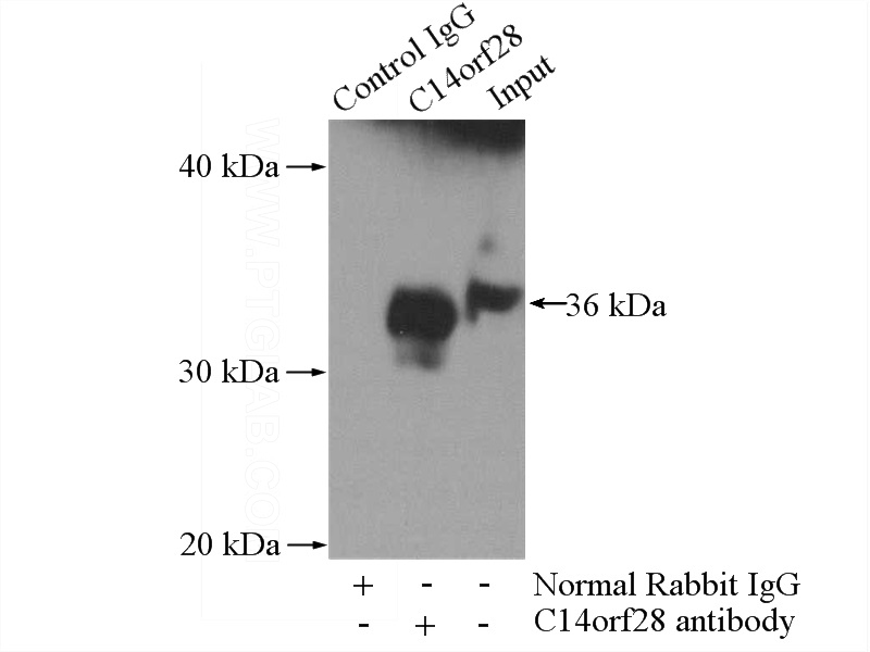 IP Result of anti-C14orf28 (IP:Catalog No:108663, 4ug; Detection:Catalog No:108663 1:300) with HeLa cells lysate 1200ug.