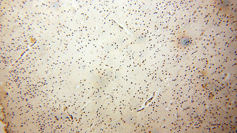 Immunohistochemical of paraffin-embedded human brain using Catalog No:109847(DEDD2 antibody) at dilution of 1:100 (under 10x lens)