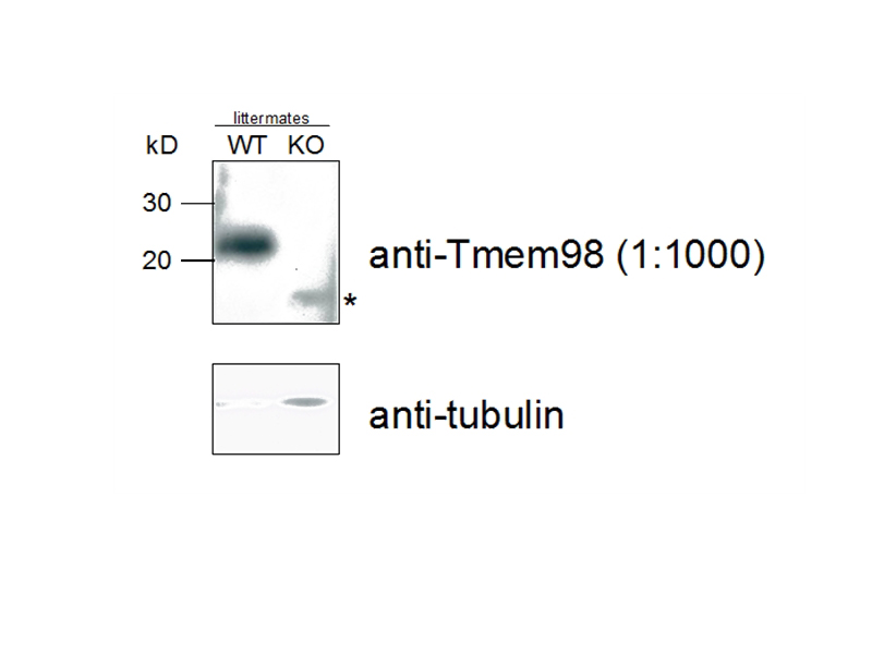 WB result of anti-TMEM98(Catalog No:116200) in WT and KO mouse (10 ug of total protein lysate from E12.5 embryos) by Dr. Sally H. Cross.